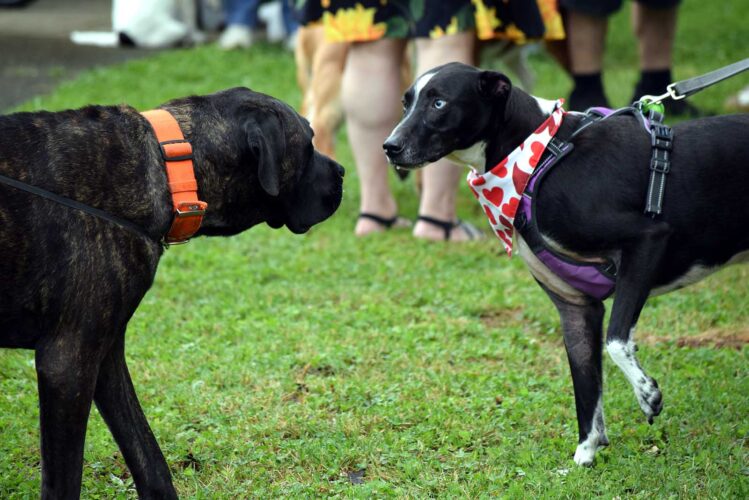 Rain didn't stop the 14th annual Dog Days in May